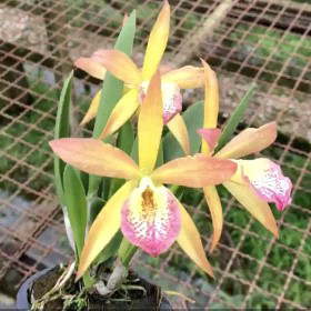 CATTLEYA - MagicOasis Orchid Club