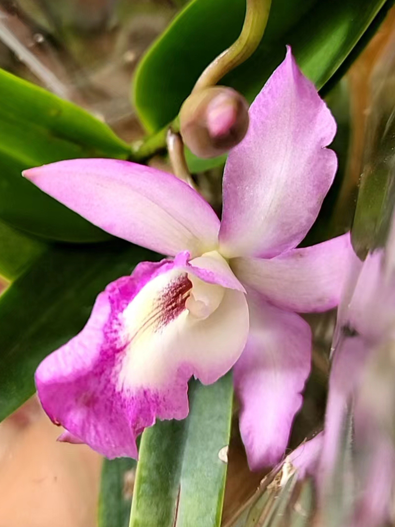 Rlc Orchid Jennifer Off 'Joan' HCC/ AOS (Rhyncholaeliocattleya